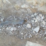 Rock Squirrel / Kaya Sincabı