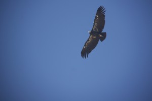 Condor / Akbaba