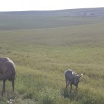 A baby sheep / Yaban koyunu ve kuzusu
