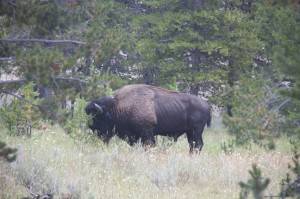 Buffalo bull / Bufalo boğası