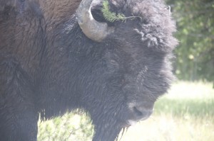 Buffalo headshot / Bufalonun vesikalık pozu
