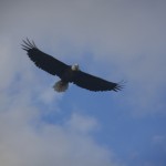 Snake River: Bald Eagle / Amerikan kartalı